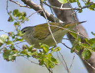 Tennessee Warbler 2410